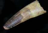 Large Spinosaurus Tooth - Monster Meat-Eater #28134-3